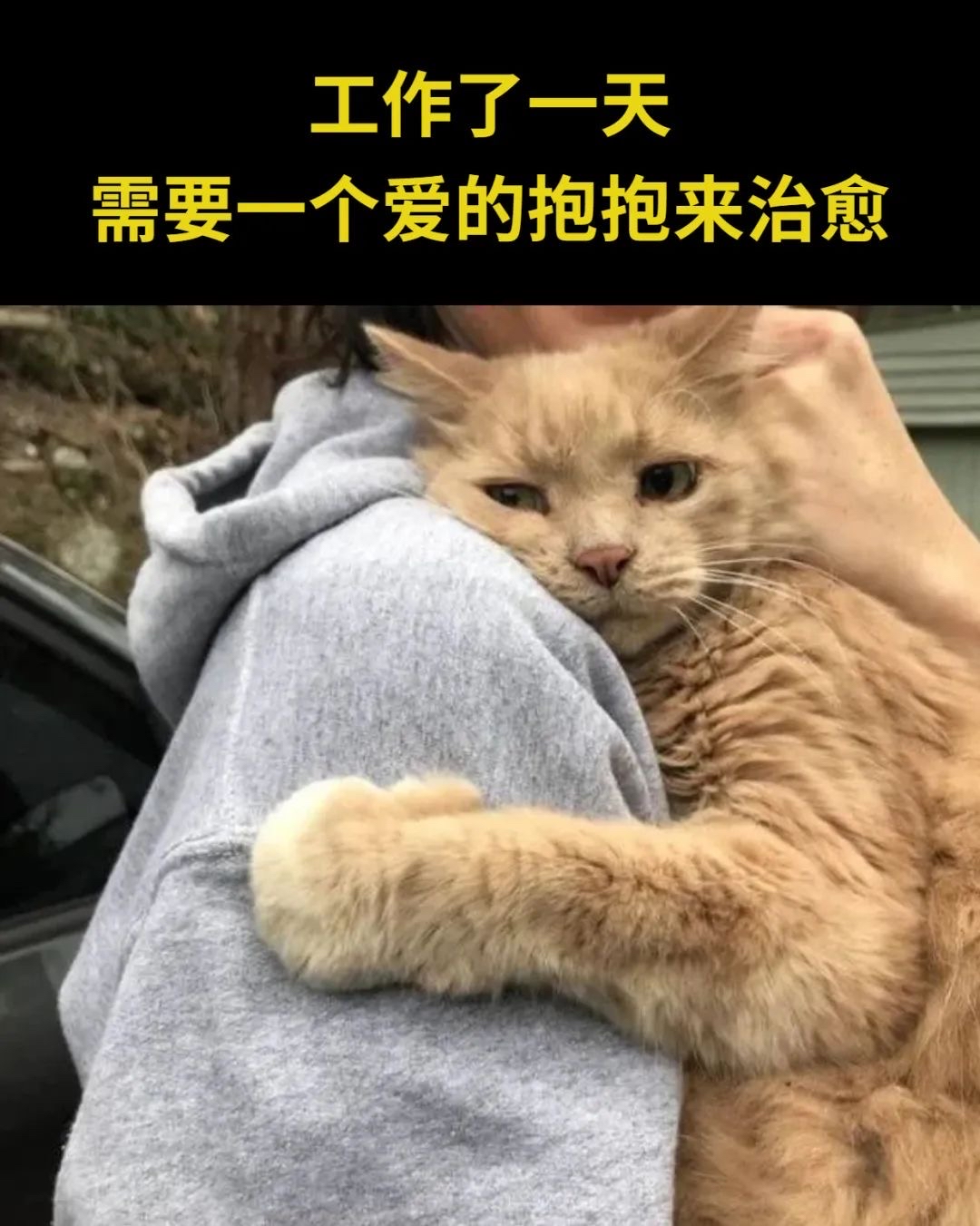 工作了一天，主人需要一个抱抱来治愈