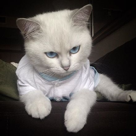 我代表猫界鄙视你