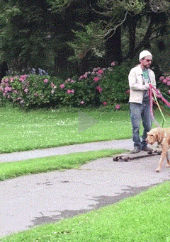养一群狗的乐趣，你永远体会不到