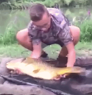 这条大鱼报复心很重，这也算是最后的反抗了