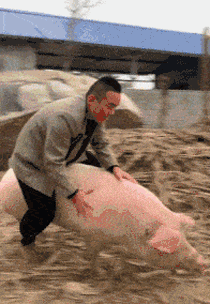 农村又见骑猪高手