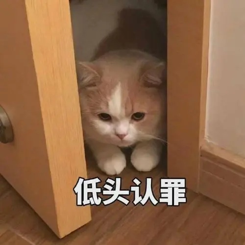 猫咪躲在门边低头认罪