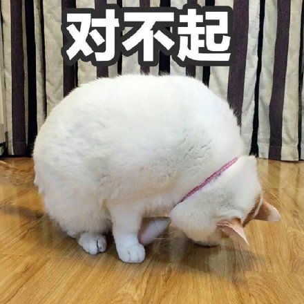 低头的猫咪向你道个歉，我错了