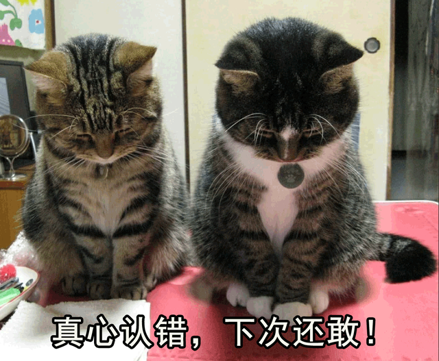 猫咪低头真心认错，下次还敢