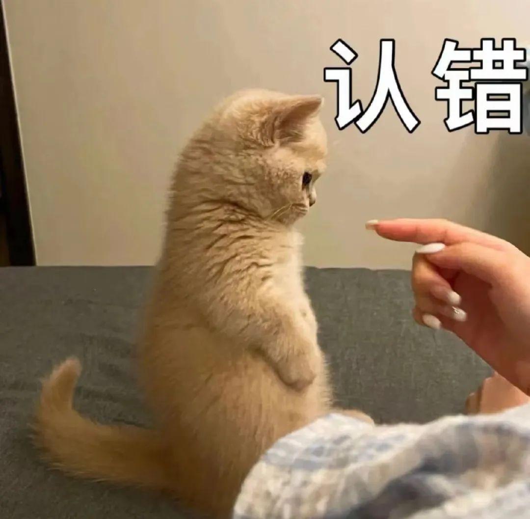 主动罚站受训的猫咪
