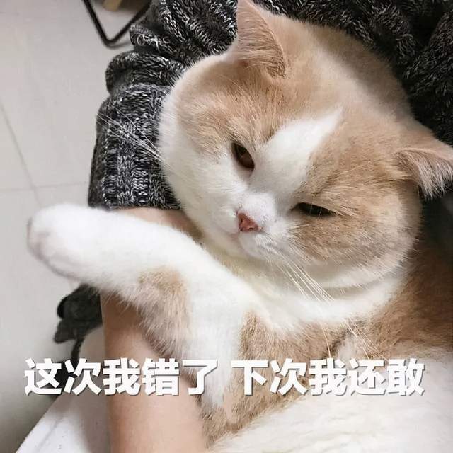 这次我错了，下次我还敢