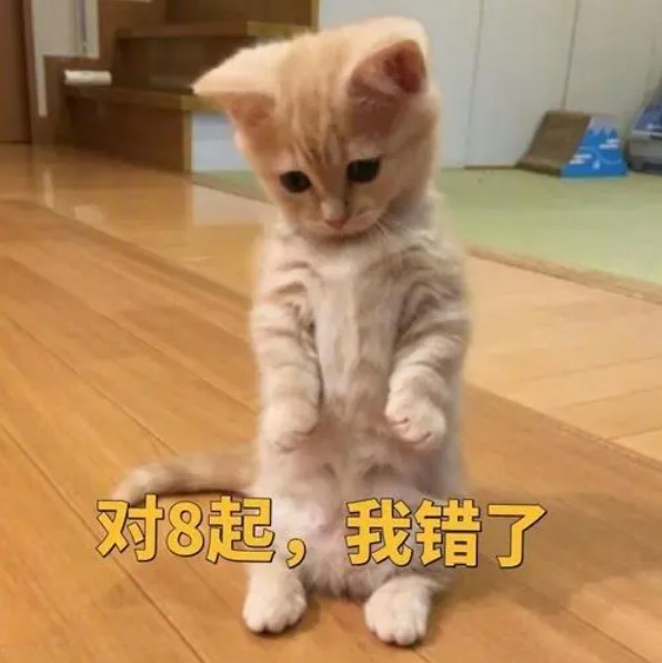 猫咪罚站认错，对不起