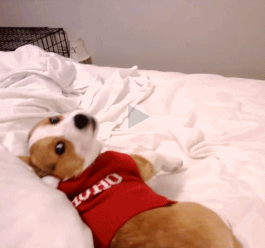 兴奋的狗狗在床上一个翻滚摔到床下去了