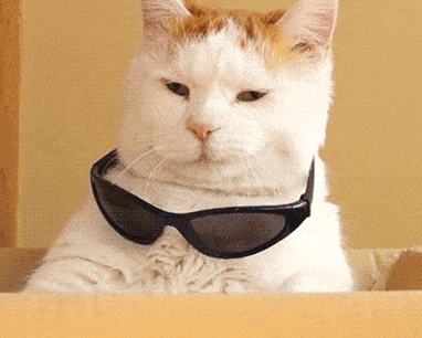 戴墨镜的猫咪，看起来还挺酷