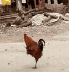 一只大摇大摆走军步的公鸡