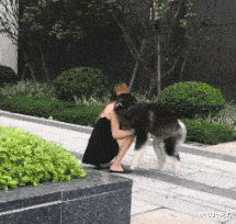 撒娇的大狗狗被女主人抱起来回家