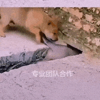 排队进洞的狗狗们