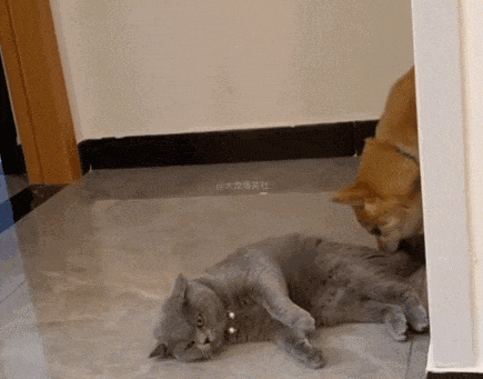 一屁股坐在猫头上的狗子