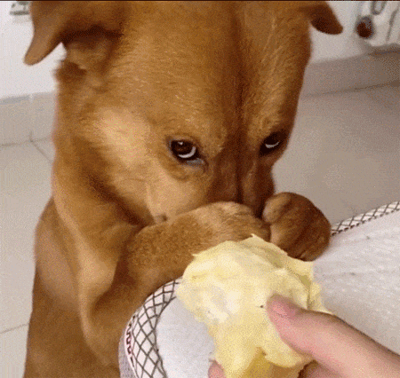 什么玩意这么臭？主人赶紧拿走啊