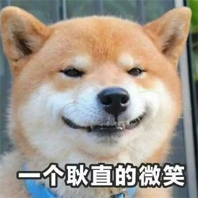 小柴犬给你一个耿直的笑容