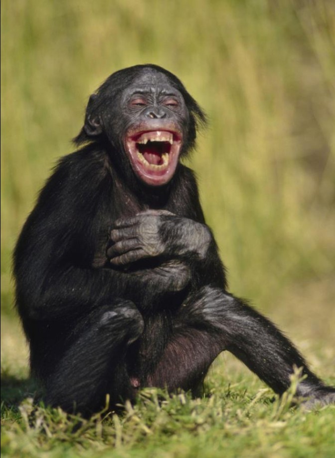 坐在地上开怀大笑的大猩猩