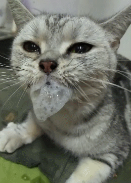 嘴里吐泡泡的小猫咪