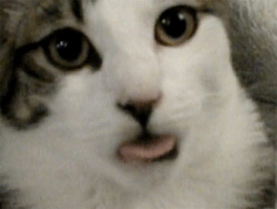 不停吐舌头的猫咪