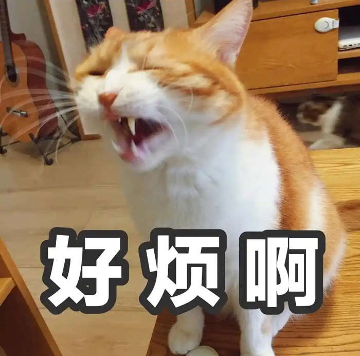 大声叫唤的猫咪，好烦啊