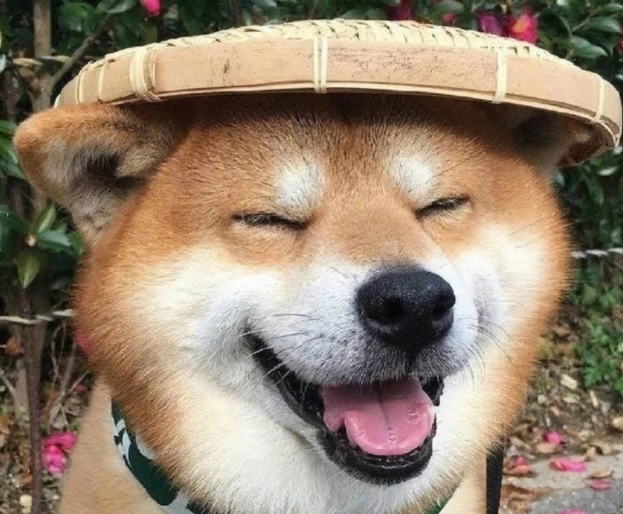 一脸幸福的微笑狗