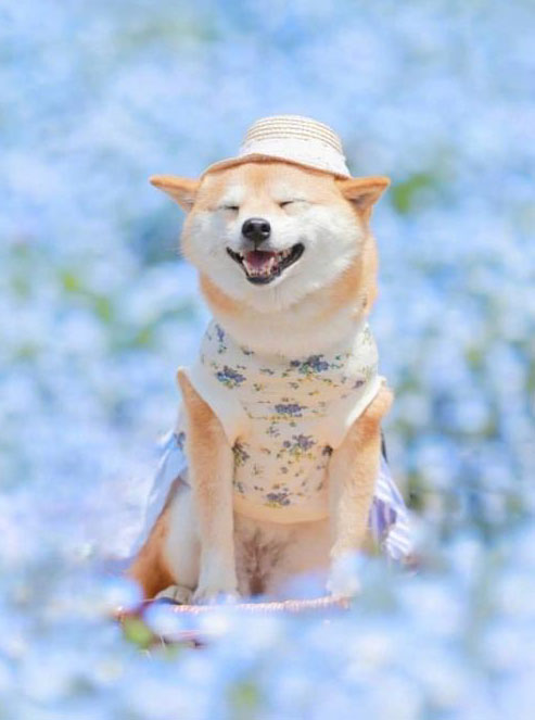 狗狗也会笑嘻嘻