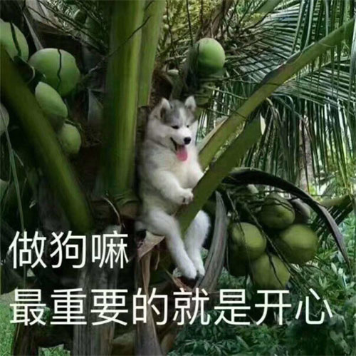 做狗嘛！最重要的就是开心啦