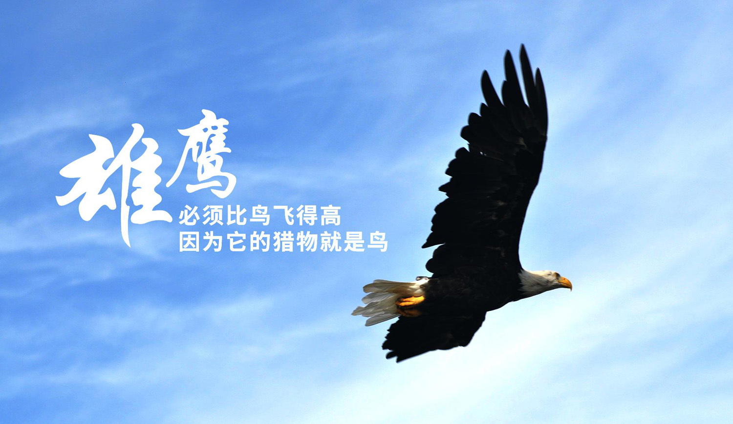 雄鹰必须要飞得比鸟高的励志图片