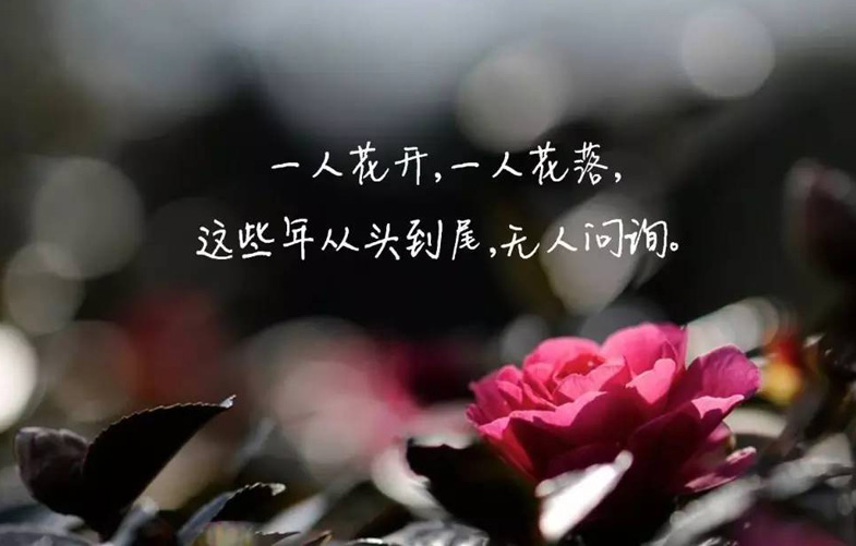 一人花开花落，这些年从头到尾无人问询