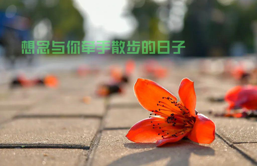 想念那些与你牵手散步的日子