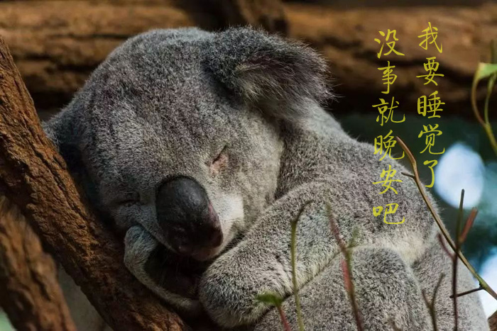 没事就晚安吧！我要睡觉了