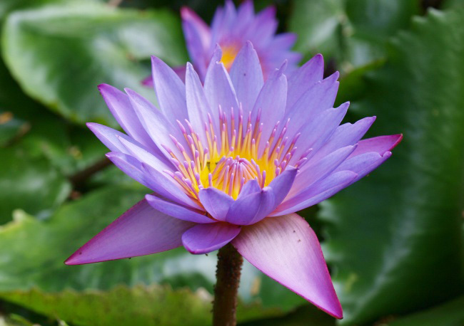 超级好看的紫色水百合花