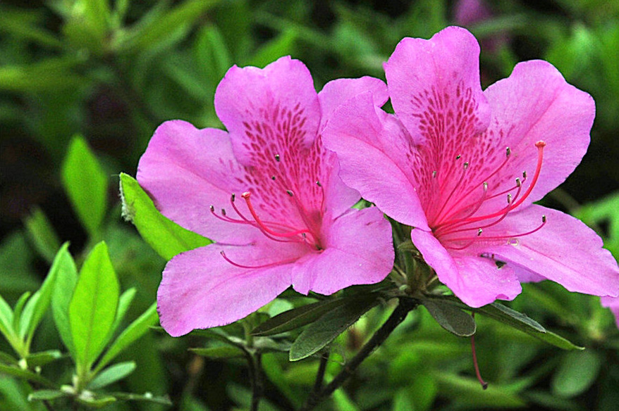 粉红色的杜鹃花