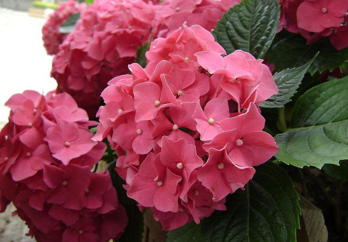 绽放的粉红色鲜花