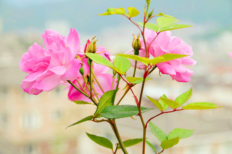 盛开的花朵高清图