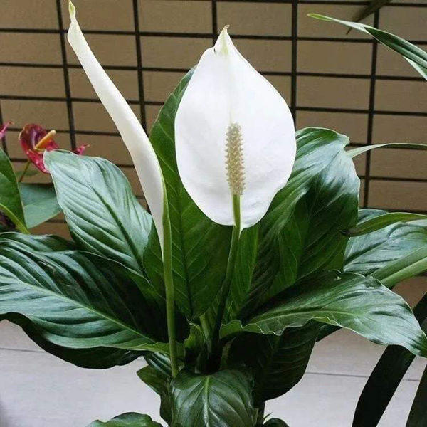 洁白惊艳的白掌花