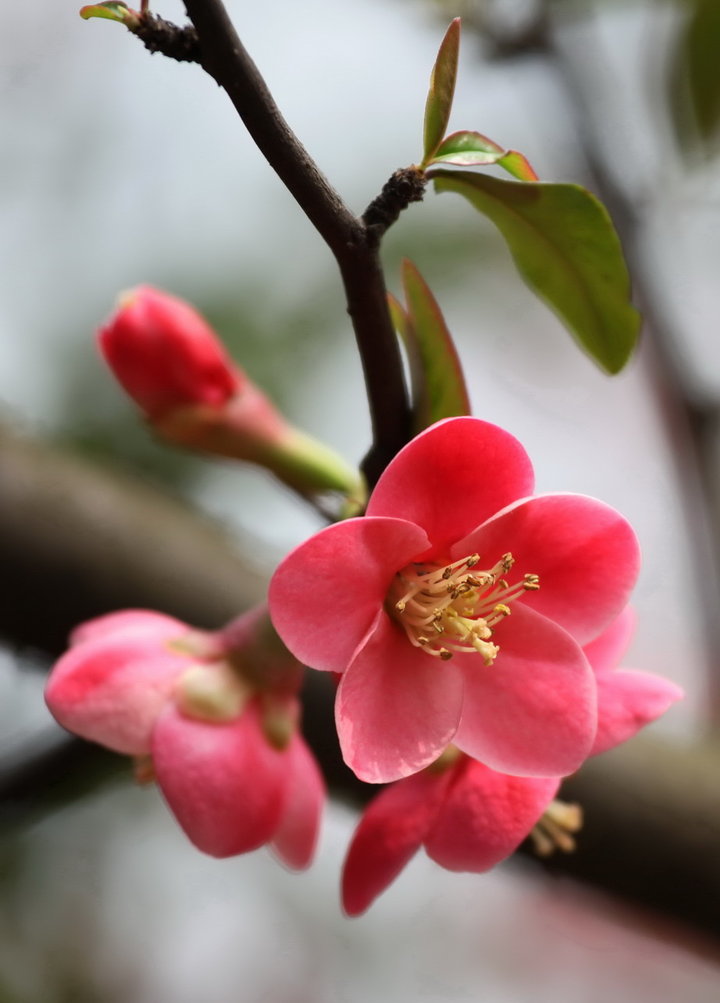小小海棠花是雅俗共赏的名花