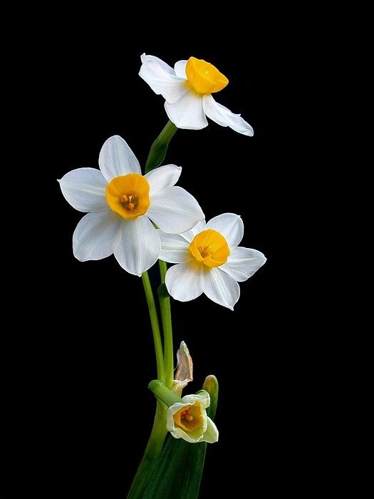 香味四溢的水仙花