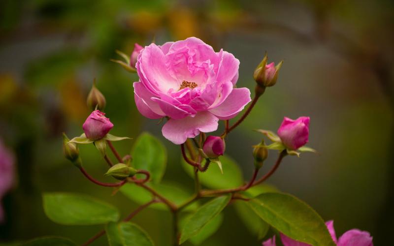 粉红色的漂亮花朵