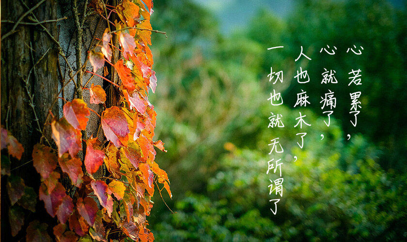 心若累心就痛，人也麻木了