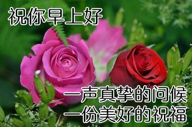 祝你早上好！一声真挚的问候和美好的祝福