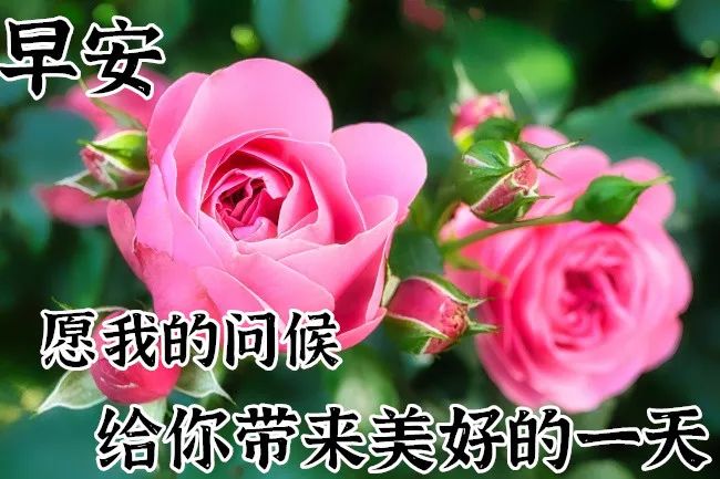 愿我的问候可以给你带来美好的一天