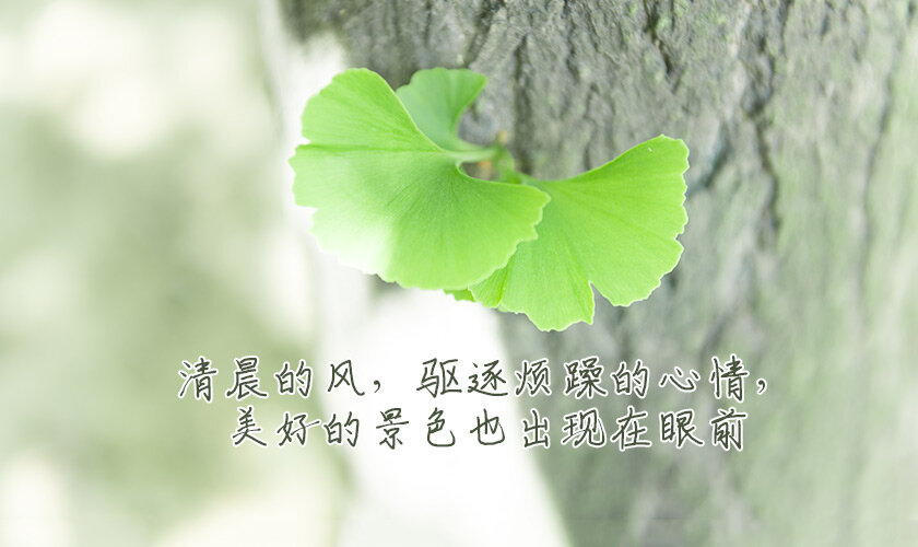 让清晨的风驱逐一天的烦恼