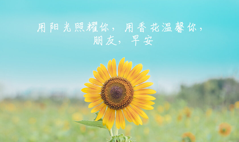 用阳光照耀你，用香花温馨你