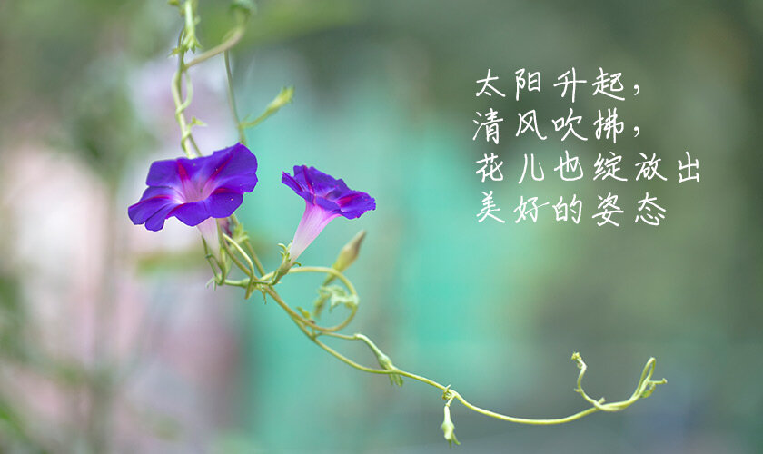 太阳升起清风吹拂，花儿也绽放了