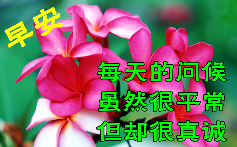 同事间发的早安问候图片