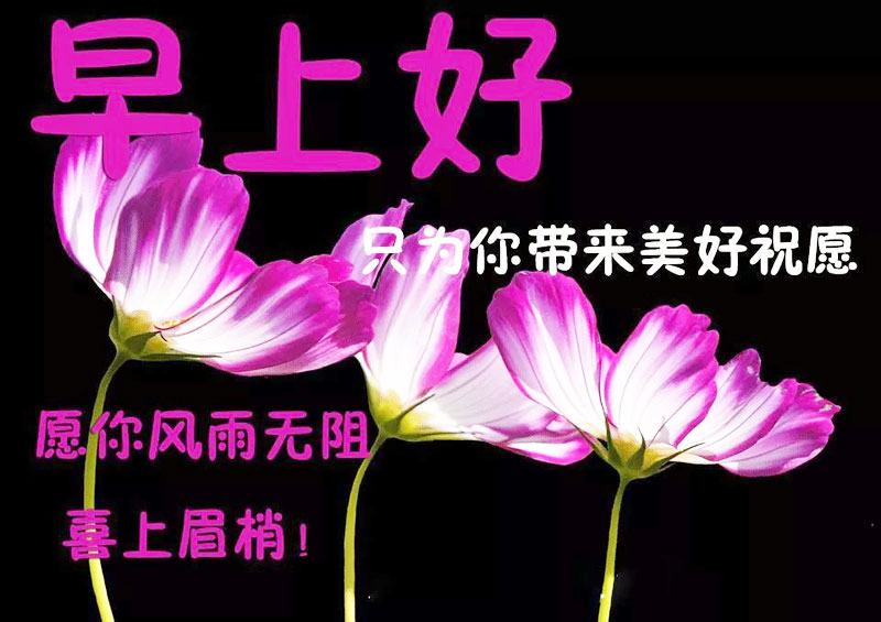 早上好！愿你风雨无阻，喜上眉梢