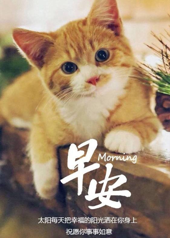 可爱猫咪向你问候一声早安