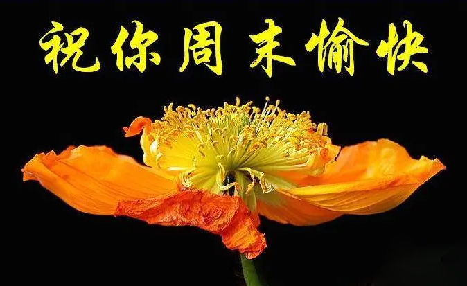 送一朵鲜花，祝你周末愉快